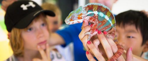 Curso Familias Brighton